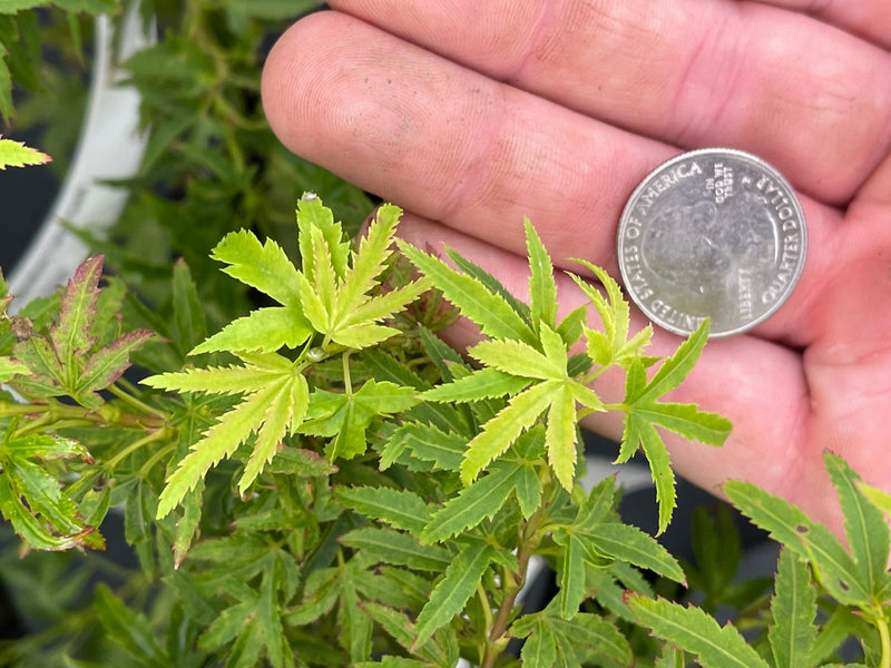 - Acer palmatum 'Lima Gold' Dwarf Japanese Maple - Mr Maple │ Buy Japanese Maple Trees