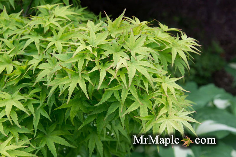 - Acer palmatum 'Lima Gold' Dwarf Japanese Maple - Mr Maple │ Buy Japanese Maple Trees