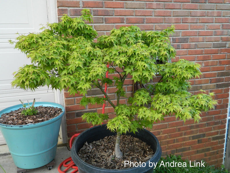 - Acer palmatum 'Lima Gold' Dwarf Japanese Maple - Mr Maple │ Buy Japanese Maple Trees