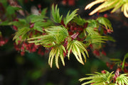 - Acer palmatum 'Lima Gold' Dwarf Japanese Maple - Mr Maple │ Buy Japanese Maple Trees