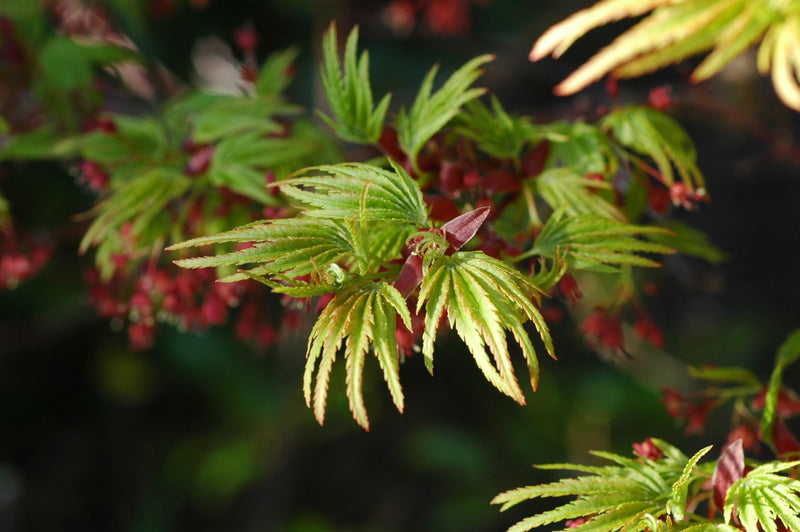 - Acer palmatum 'Lima Gold' Dwarf Japanese Maple - Mr Maple │ Buy Japanese Maple Trees