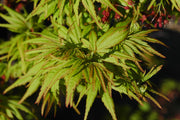 - Acer palmatum 'Lima Gold' Dwarf Japanese Maple - Mr Maple │ Buy Japanese Maple Trees