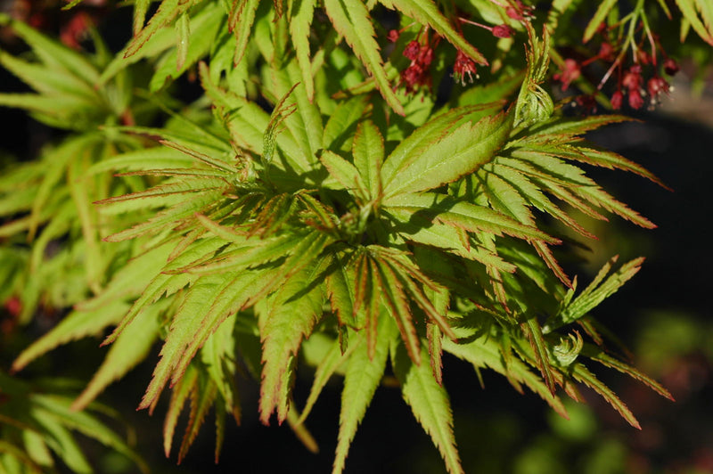 - Acer palmatum 'Lima Gold' Dwarf Japanese Maple - Mr Maple │ Buy Japanese Maple Trees