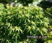- Acer palmatum 'Lima Gold' Dwarf Japanese Maple - Mr Maple │ Buy Japanese Maple Trees