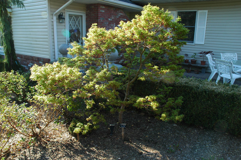 - Acer palmatum 'Lima Gold' Dwarf Japanese Maple - Mr Maple │ Buy Japanese Maple Trees