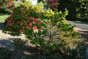 - Acer palmatum 'Lima Gold' Dwarf Japanese Maple - Mr Maple │ Buy Japanese Maple Trees
