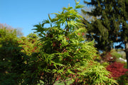 - Acer palmatum 'Lima Gold' Dwarf Japanese Maple - Mr Maple │ Buy Japanese Maple Trees