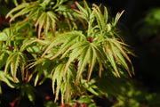 - Acer palmatum 'Lima Gold' Dwarf Japanese Maple - Mr Maple │ Buy Japanese Maple Trees