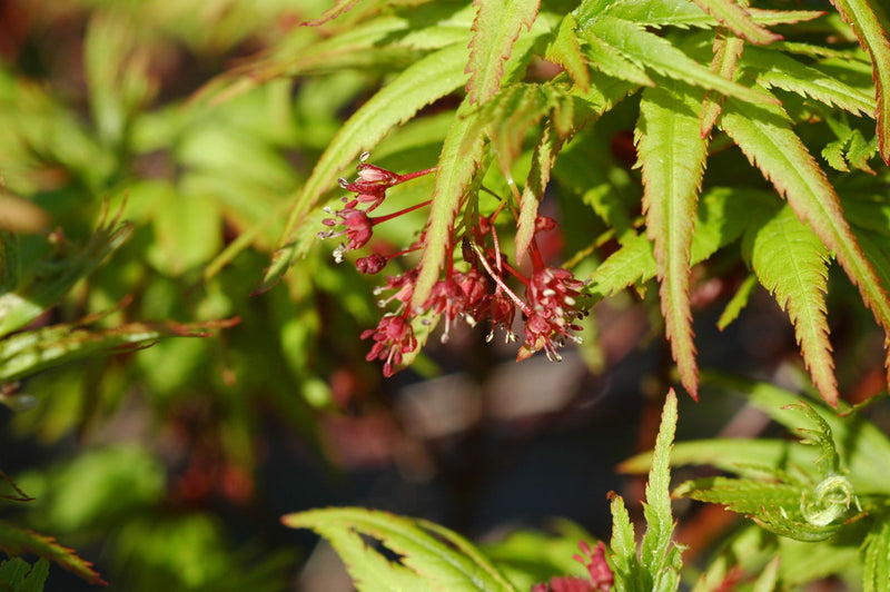 - Acer palmatum 'Lima Gold' Dwarf Japanese Maple - Mr Maple │ Buy Japanese Maple Trees