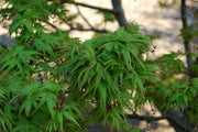- Acer palmatum 'Lima Gold' Dwarf Japanese Maple - Mr Maple │ Buy Japanese Maple Trees