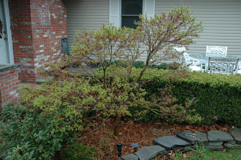 - Acer palmatum 'Lima Gold' Dwarf Japanese Maple - Mr Maple │ Buy Japanese Maple Trees