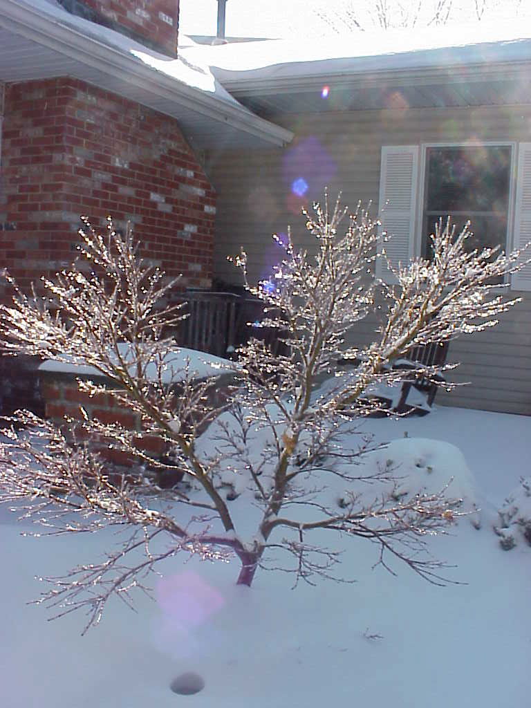 - Acer palmatum 'Lima Gold' Dwarf Japanese Maple - Mr Maple │ Buy Japanese Maple Trees