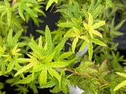 - Acer palmatum 'Lima Gold' Dwarf Japanese Maple - Mr Maple │ Buy Japanese Maple Trees