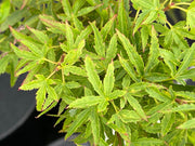 - Acer palmatum 'Lima Gold' Dwarf Japanese Maple - Mr Maple │ Buy Japanese Maple Trees