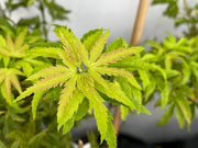 - Acer palmatum 'Lima Gold' Dwarf Japanese Maple - Mr Maple │ Buy Japanese Maple Trees