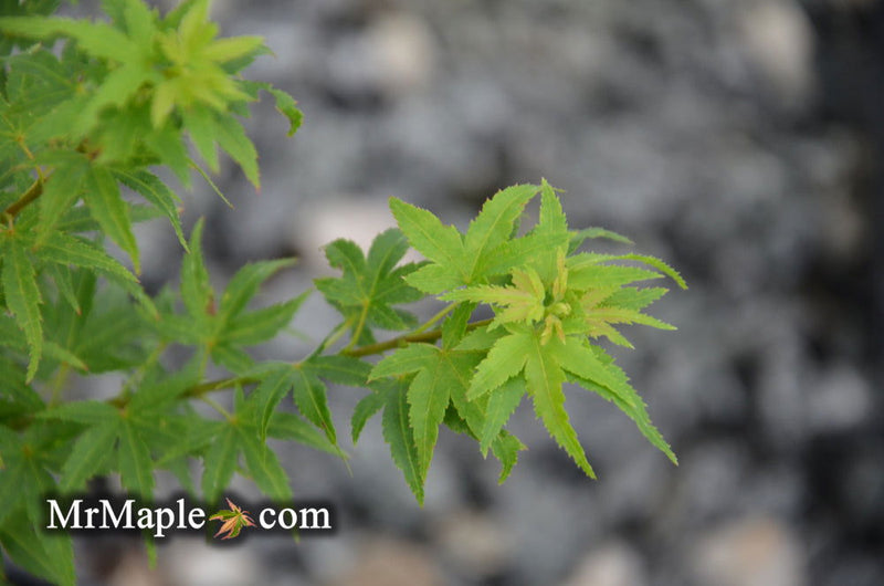 - Acer palmatum 'Lima Gold' Dwarf Japanese Maple - Mr Maple │ Buy Japanese Maple Trees