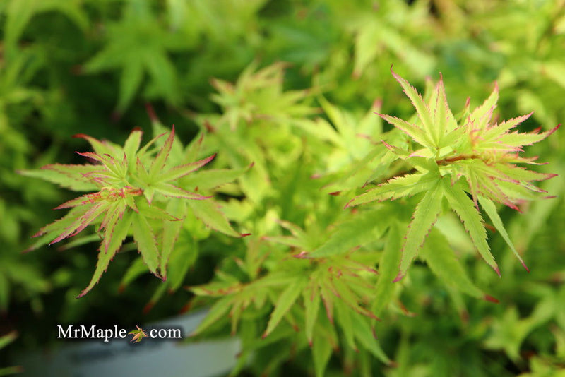 - Acer palmatum 'Lima Gold' Dwarf Japanese Maple - Mr Maple │ Buy Japanese Maple Trees