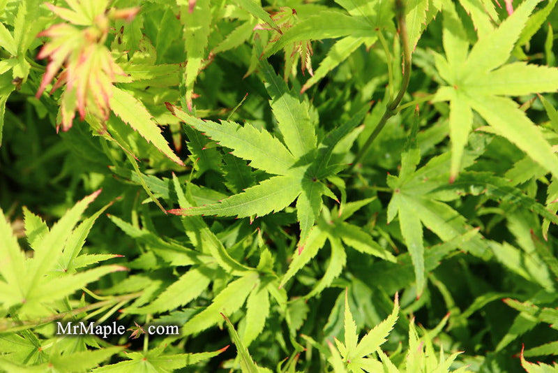- Acer palmatum 'Lima Gold' Dwarf Japanese Maple - Mr Maple │ Buy Japanese Maple Trees