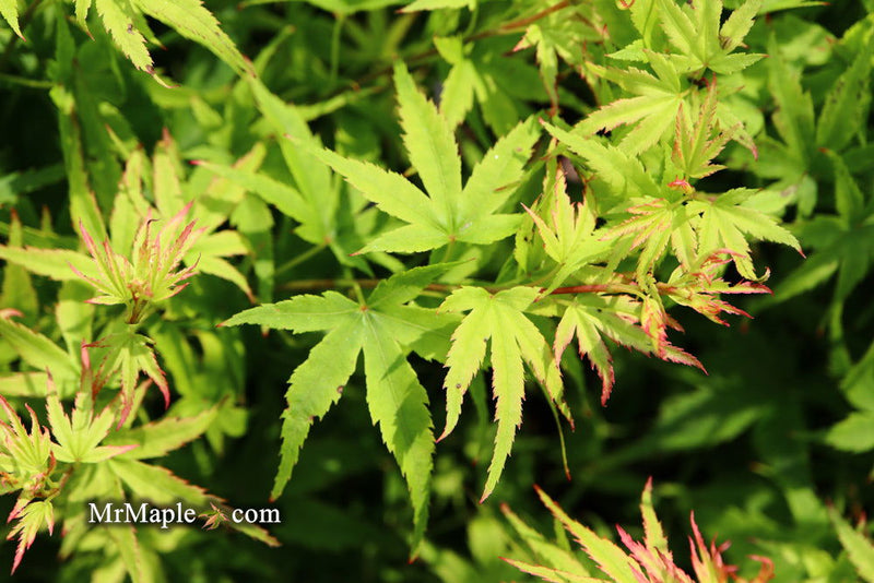 - Acer palmatum 'Lima Gold' Dwarf Japanese Maple - Mr Maple │ Buy Japanese Maple Trees