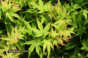 - Acer palmatum 'Lima Gold' Dwarf Japanese Maple - Mr Maple │ Buy Japanese Maple Trees