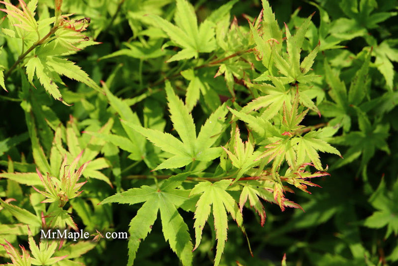 - Acer palmatum 'Lima Gold' Dwarf Japanese Maple - Mr Maple │ Buy Japanese Maple Trees