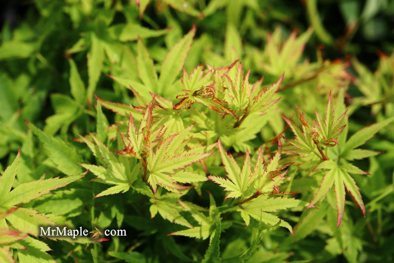 - Acer palmatum 'Lima Gold' Dwarf Japanese Maple - Mr Maple │ Buy Japanese Maple Trees