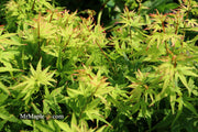 - Acer palmatum 'Lima Gold' Dwarf Japanese Maple - Mr Maple │ Buy Japanese Maple Trees