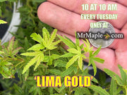 - Acer palmatum 'Lima Gold' Dwarf Japanese Maple - Mr Maple │ Buy Japanese Maple Trees