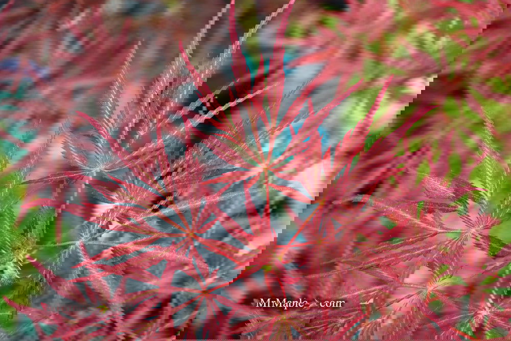 Buy Acer palmatum dissectum 'Lionheart' Japanese Maple — Mr Maple