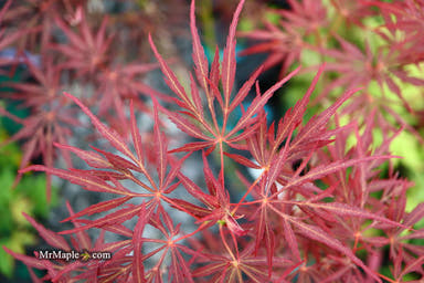 - Acer palmatum 'Lionheart' Japanese Maple - Mr Maple │ Buy Japanese Maple Trees