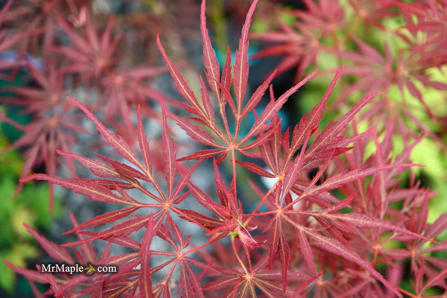 Acer_palmatum_Lionheart_Japane