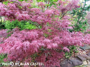 - Acer palmatum 'Lionheart' Japanese Maple - Mr Maple │ Buy Japanese Maple Trees