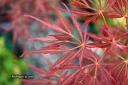 - Acer palmatum 'Lionheart' Japanese Maple - Mr Maple │ Buy Japanese Maple Trees