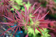 - Acer palmatum 'Lionheart' Japanese Maple - Mr Maple │ Buy Japanese Maple Trees