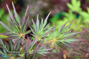 - Acer palmatum 'Lionheart' Japanese Maple - Mr Maple │ Buy Japanese Maple Trees