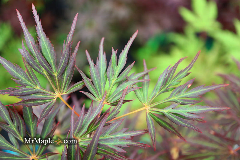 - Acer palmatum 'Lionheart' Japanese Maple - Mr Maple │ Buy Japanese Maple Trees