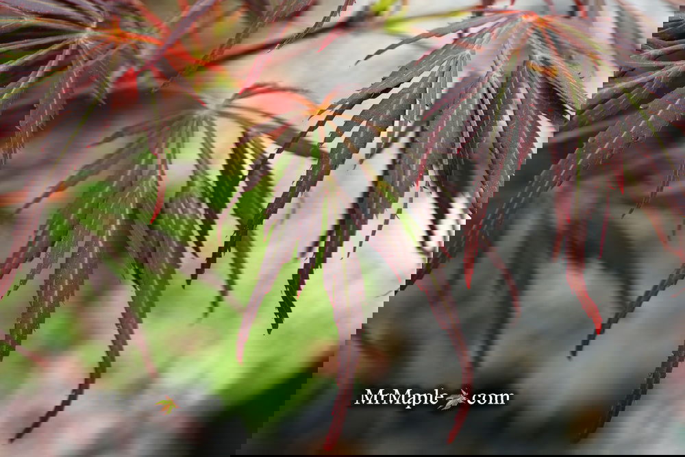 Buy Acer palmatum dissectum 'Lionheart' Japanese Maple — Mr Maple