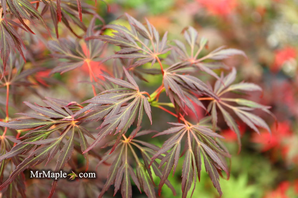 Buy Acer palmatum dissectum 'Lionheart' Japanese Maple — Mr Maple