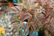 - Acer palmatum 'Lionheart' Japanese Maple - Mr Maple │ Buy Japanese Maple Trees