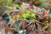 - Acer palmatum 'Lionheart' Japanese Maple - Mr Maple │ Buy Japanese Maple Trees