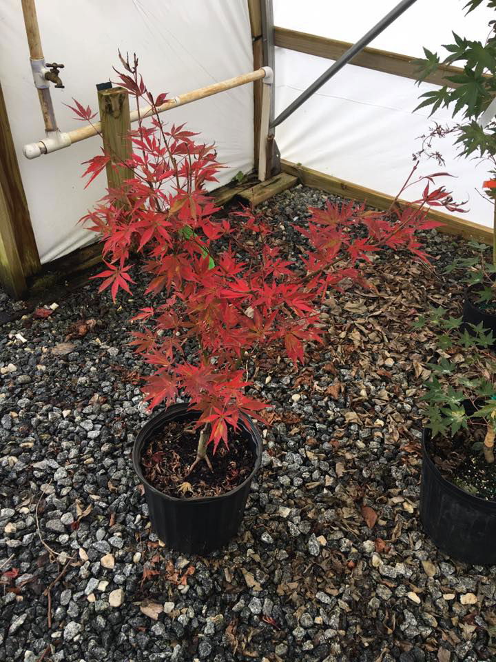 - Acer palmatum 'Little Cindy' Dwarf Japanese Maple - Mr Maple │ Buy Japanese Maple Trees
