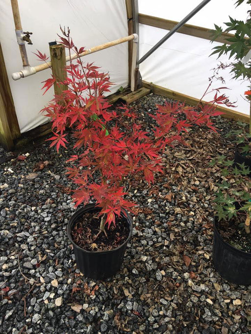 - Acer palmatum 'Little Cindy' Dwarf Japanese Maple - Mr Maple │ Buy Japanese Maple Trees