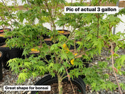 - Acer palmatum 'Little Embers' Japanese Maple - Mr Maple │ Buy Japanese Maple Trees