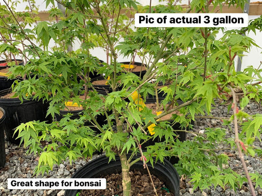 - Acer palmatum 'Little Embers' Japanese Maple - Mr Maple │ Buy Japanese Maple Trees