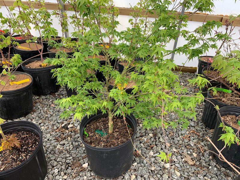 - Acer palmatum 'Little Embers' Japanese Maple - Mr Maple │ Buy Japanese Maple Trees
