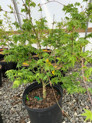 - Acer palmatum 'Little Embers' Japanese Maple - Mr Maple │ Buy Japanese Maple Trees