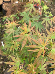 - Acer palmatum 'Little Francisco' Dwarf Japanese Maple - Mr Maple │ Buy Japanese Maple Trees