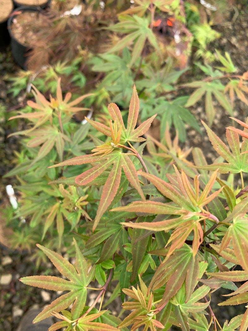 - Acer palmatum 'Little Francisco' Dwarf Japanese Maple - Mr Maple │ Buy Japanese Maple Trees