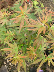 - Acer palmatum 'Little Francisco' Dwarf Japanese Maple - Mr Maple │ Buy Japanese Maple Trees
