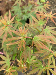 - Acer palmatum 'Little Francisco' Dwarf Japanese Maple - Mr Maple │ Buy Japanese Maple Trees